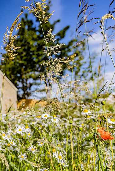 Grasses and daisies growing in the fields of Marshall Meadows