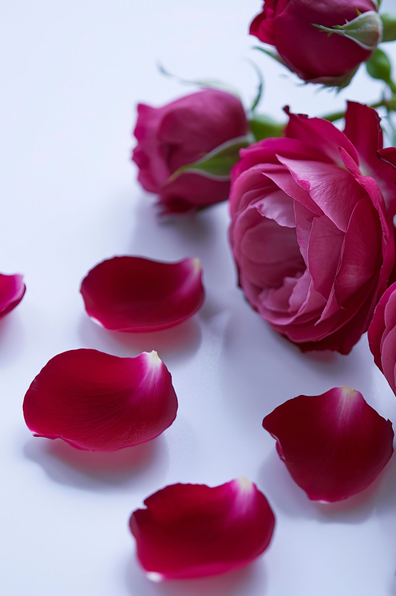 Standing within its own estate, a mere half mile from the Scottish Borders, our Georgian Manor House is a truly enchanting setting to spend the festive season. (1701 x 2560 px) (2)