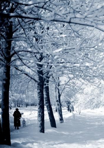 Winter warmer Wintery trees in a line, covered in snow